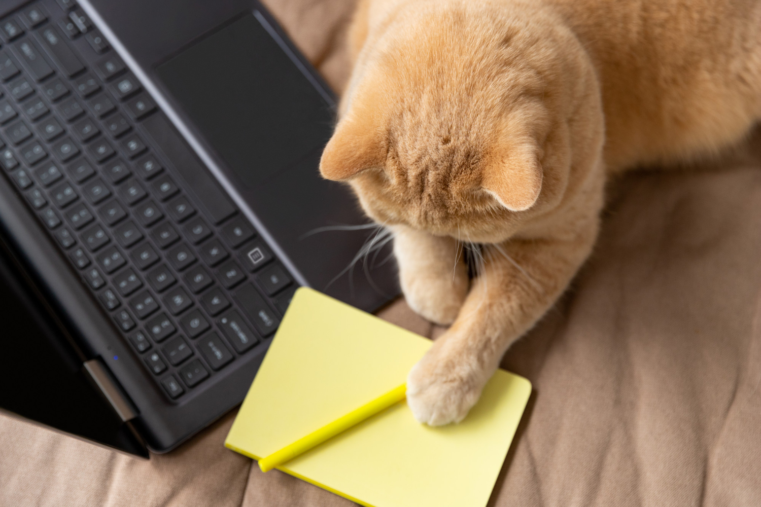red-cat-lies-on-the-sofa-with-laptop-and-notepad - Computer Center