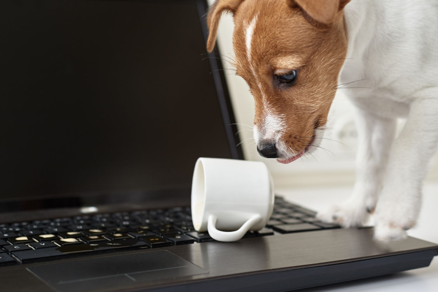 dog-spilled-coffee-on-computer-laptop-keyboard-damage-property-from-pet - Computer Center Lenovo zapowiedziało nowy model ThinkBook 15p G2, który jest unowocześnioną wersją zeszłorocznego ThinkBooka 15p